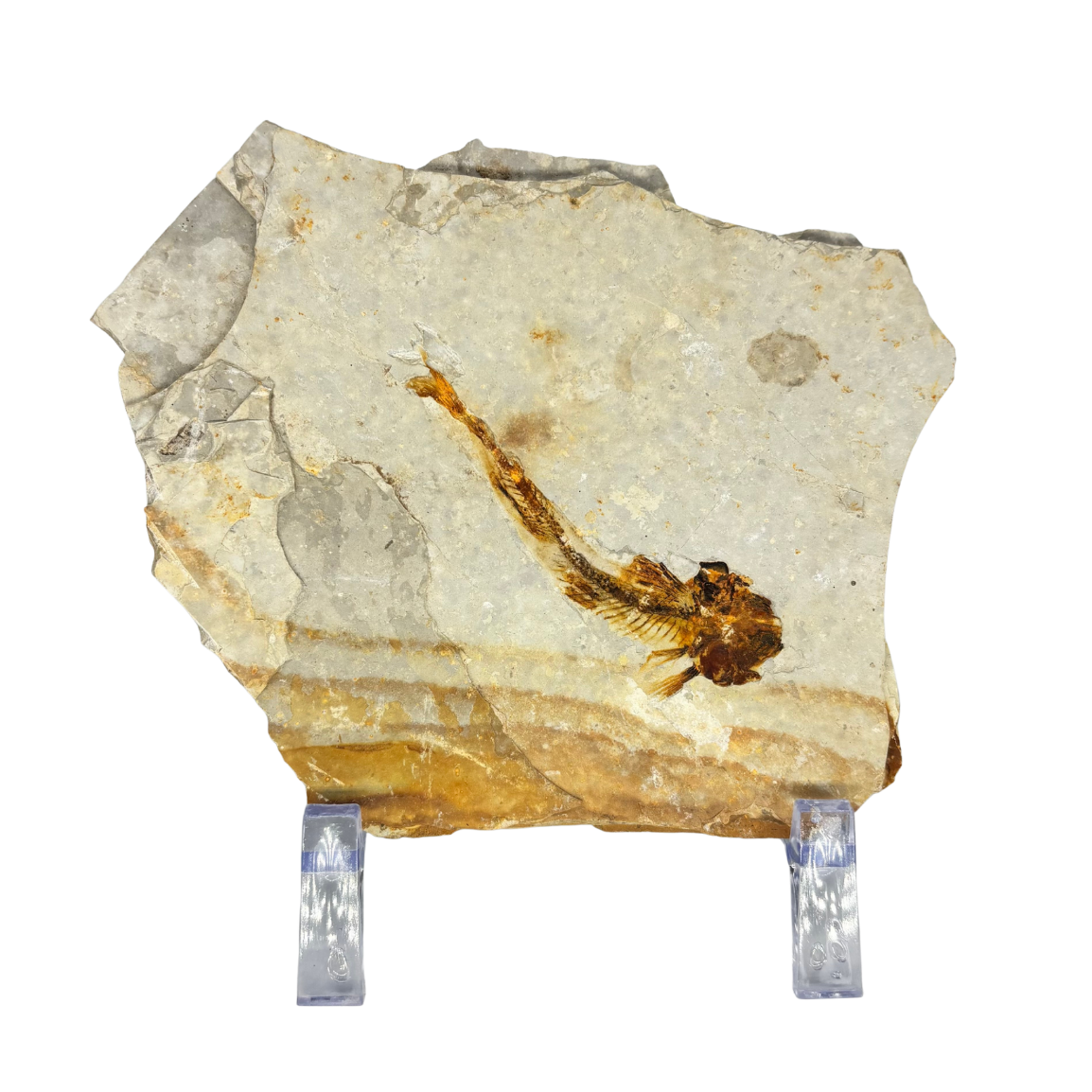Fossil Fish $39.99