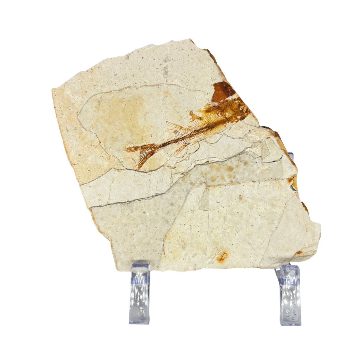 Fossil Fish $39.99