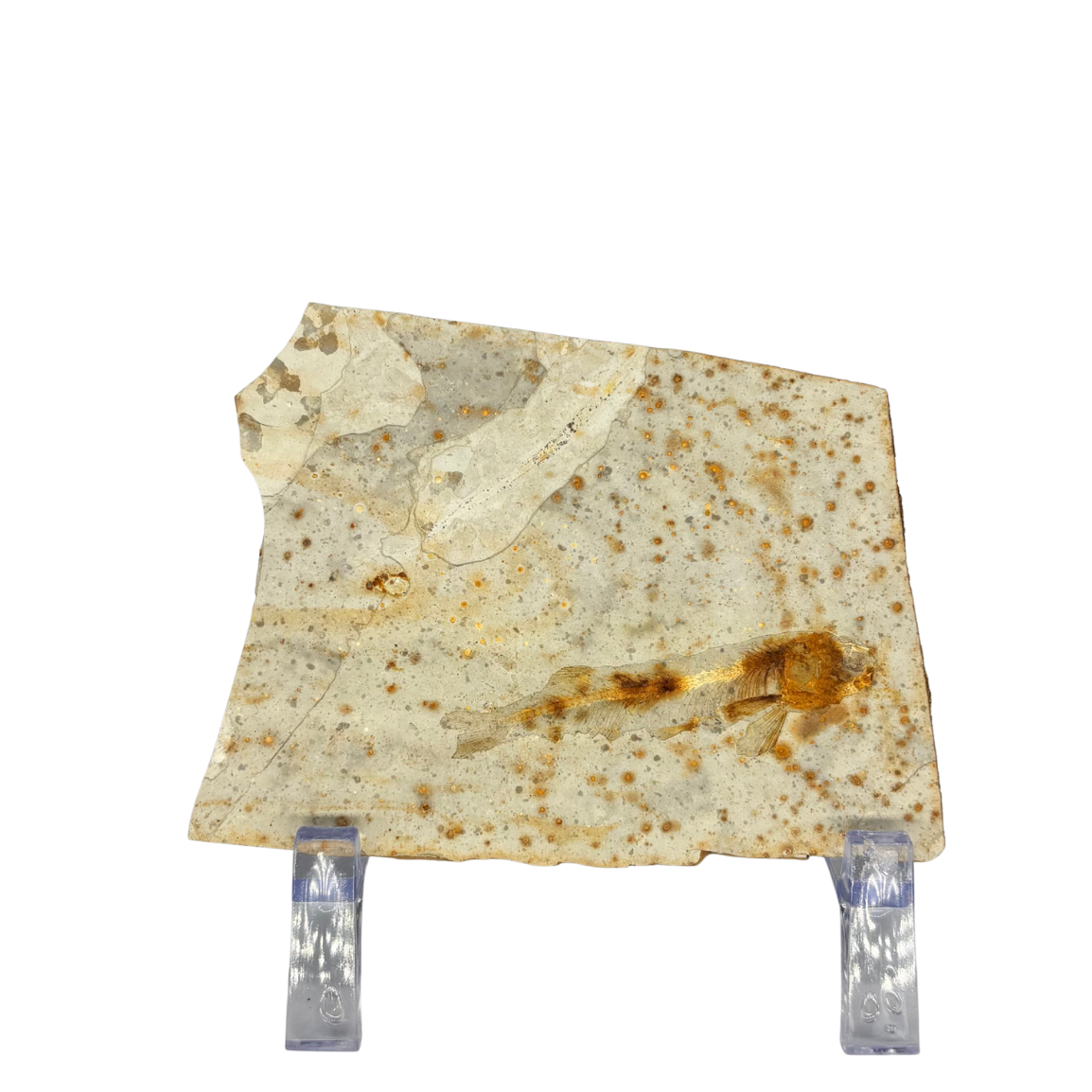 Fossil Fish $39.99