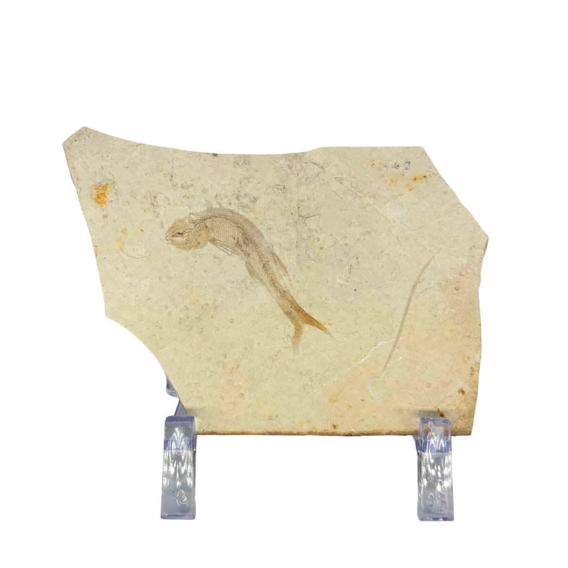 Fossil Fish $39.99