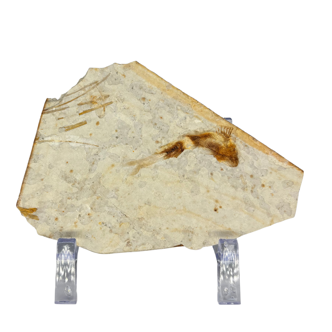 Fossil Fish $39.99