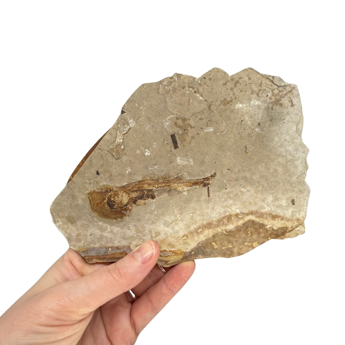Fossil Fish $39.99