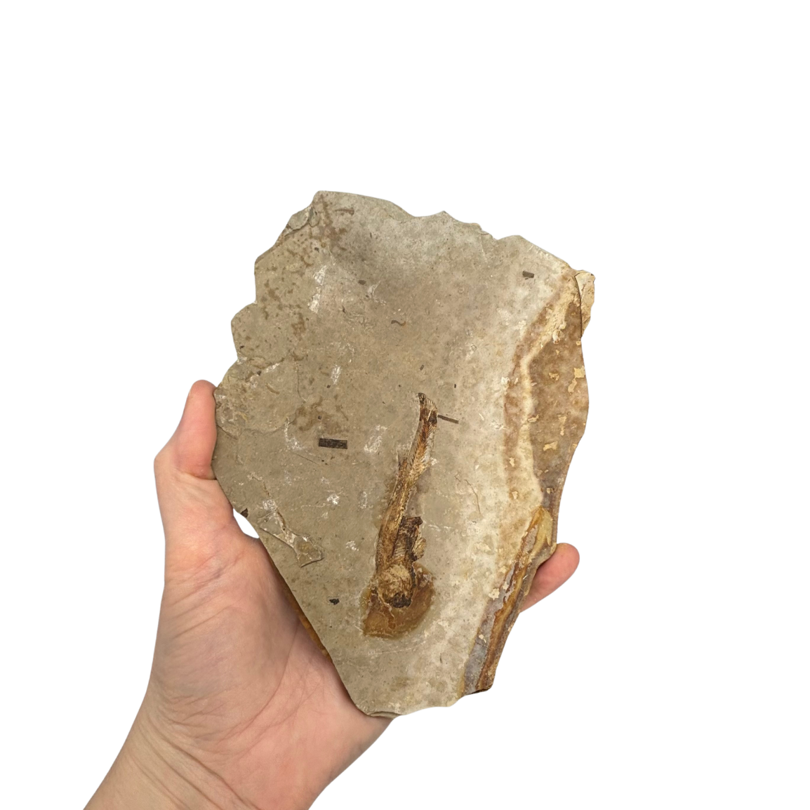 Fossil Fish $39.99