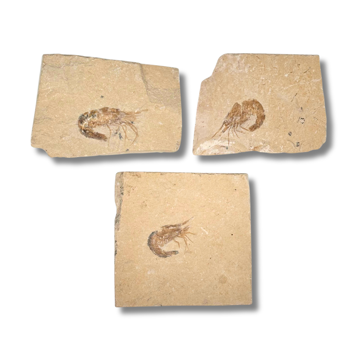 Fossil Shrimp
