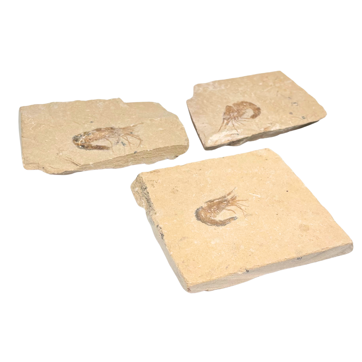 Fossil Shrimp