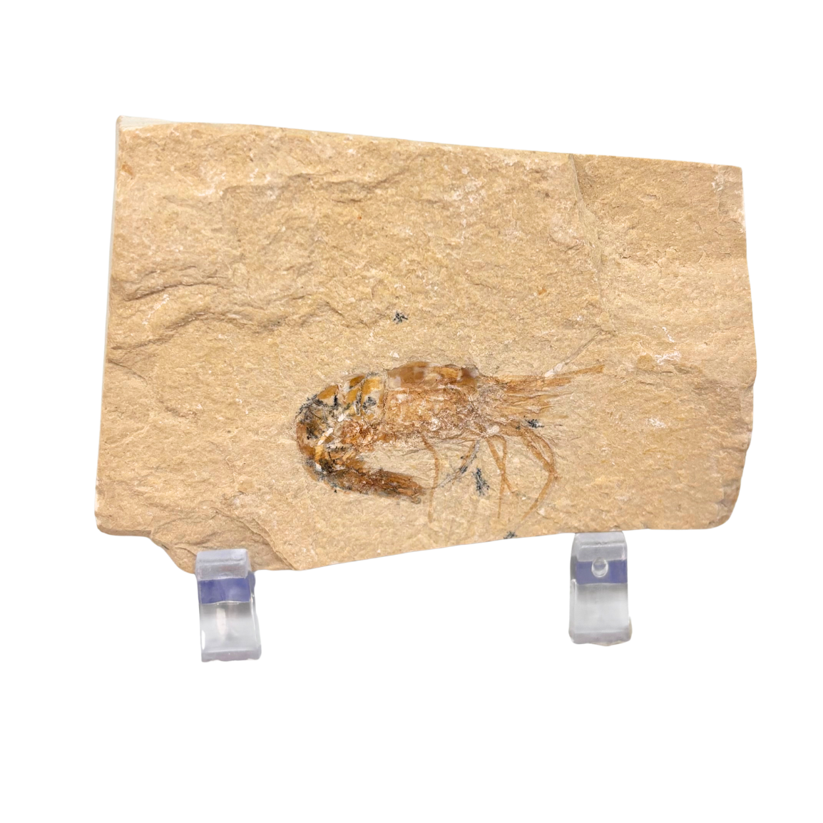 Fossil Shrimp