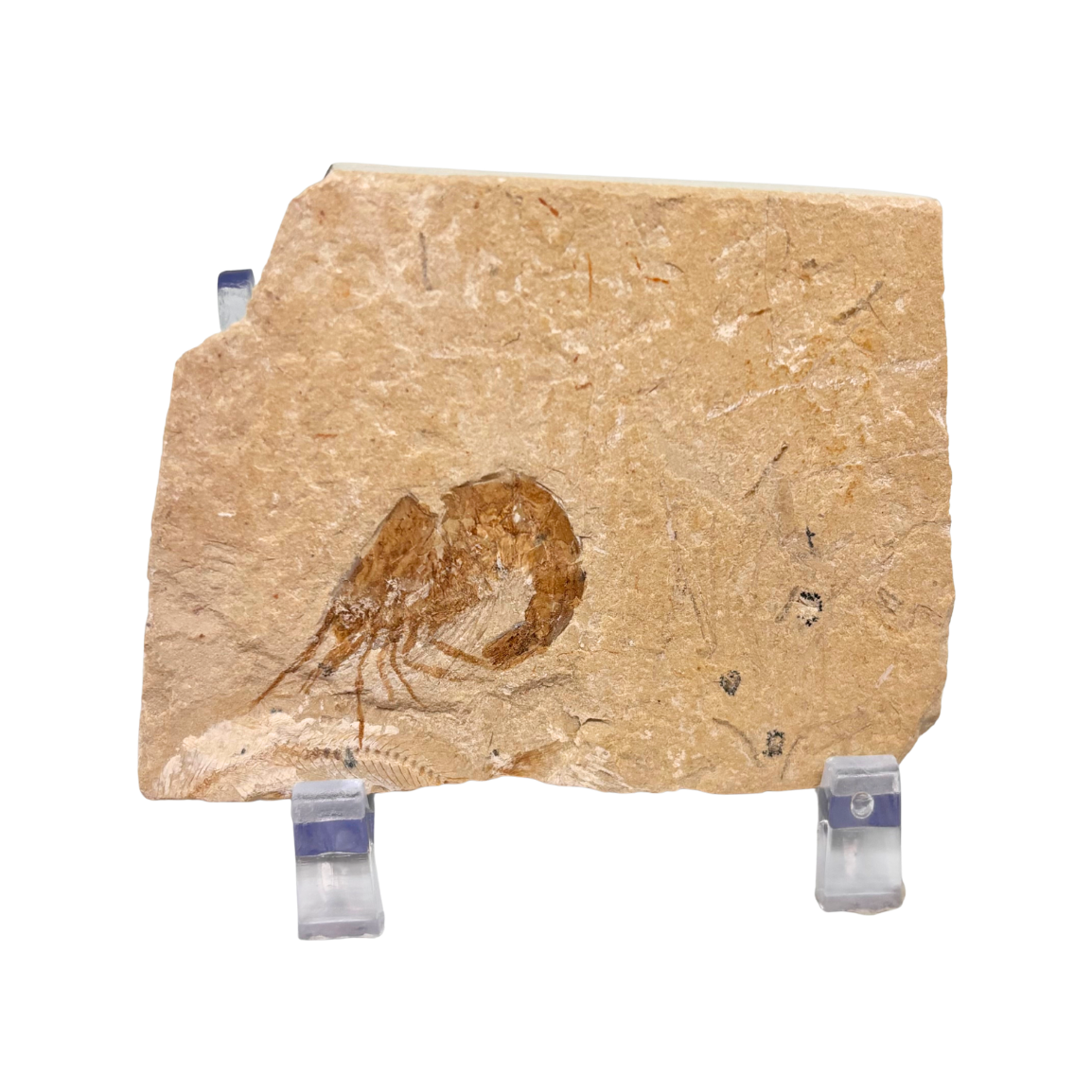 Fossil Shrimp