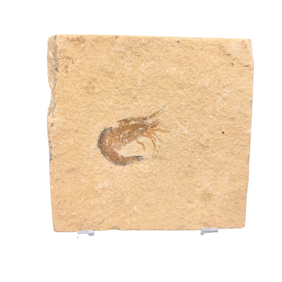Fossil Shrimp
