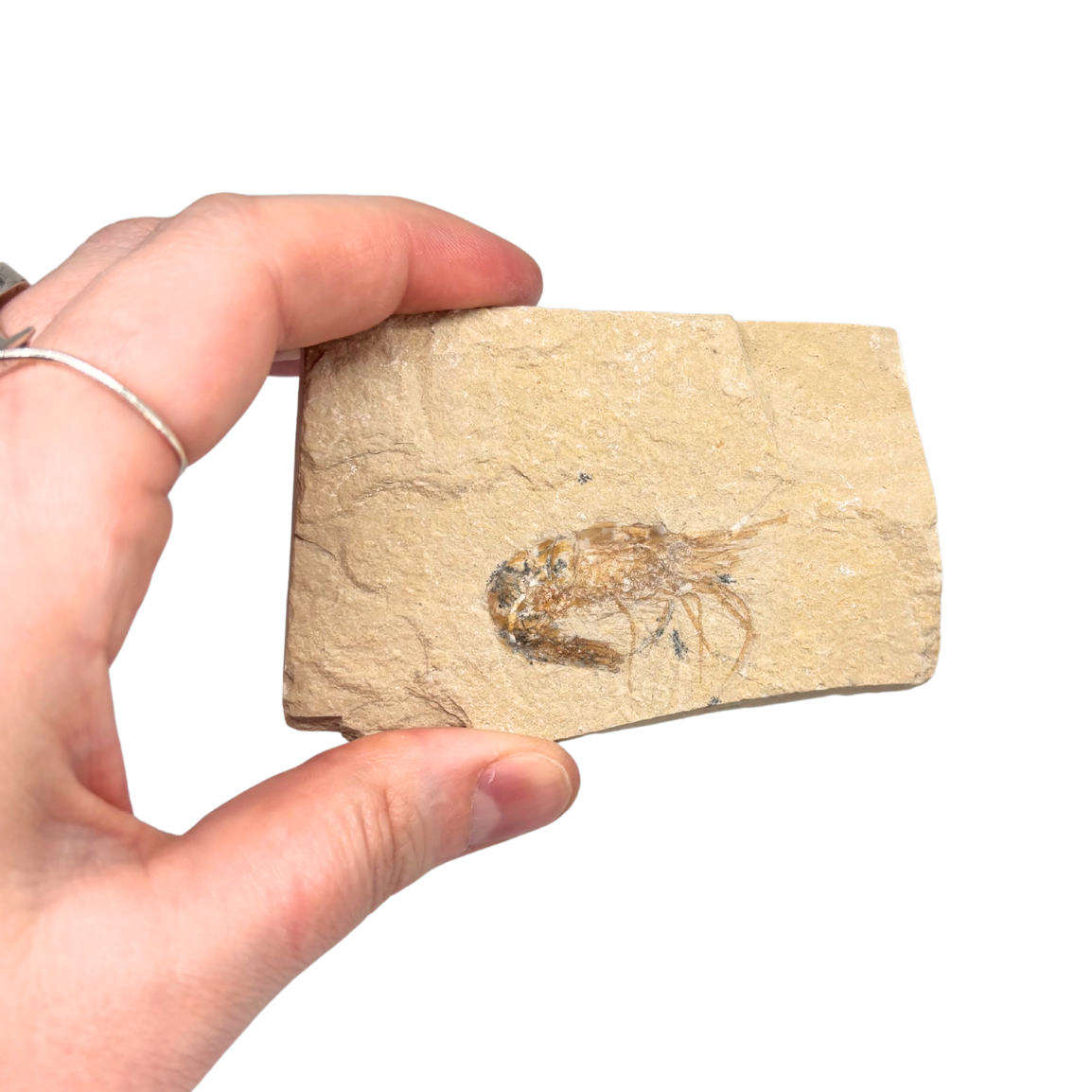Fossil Shrimp