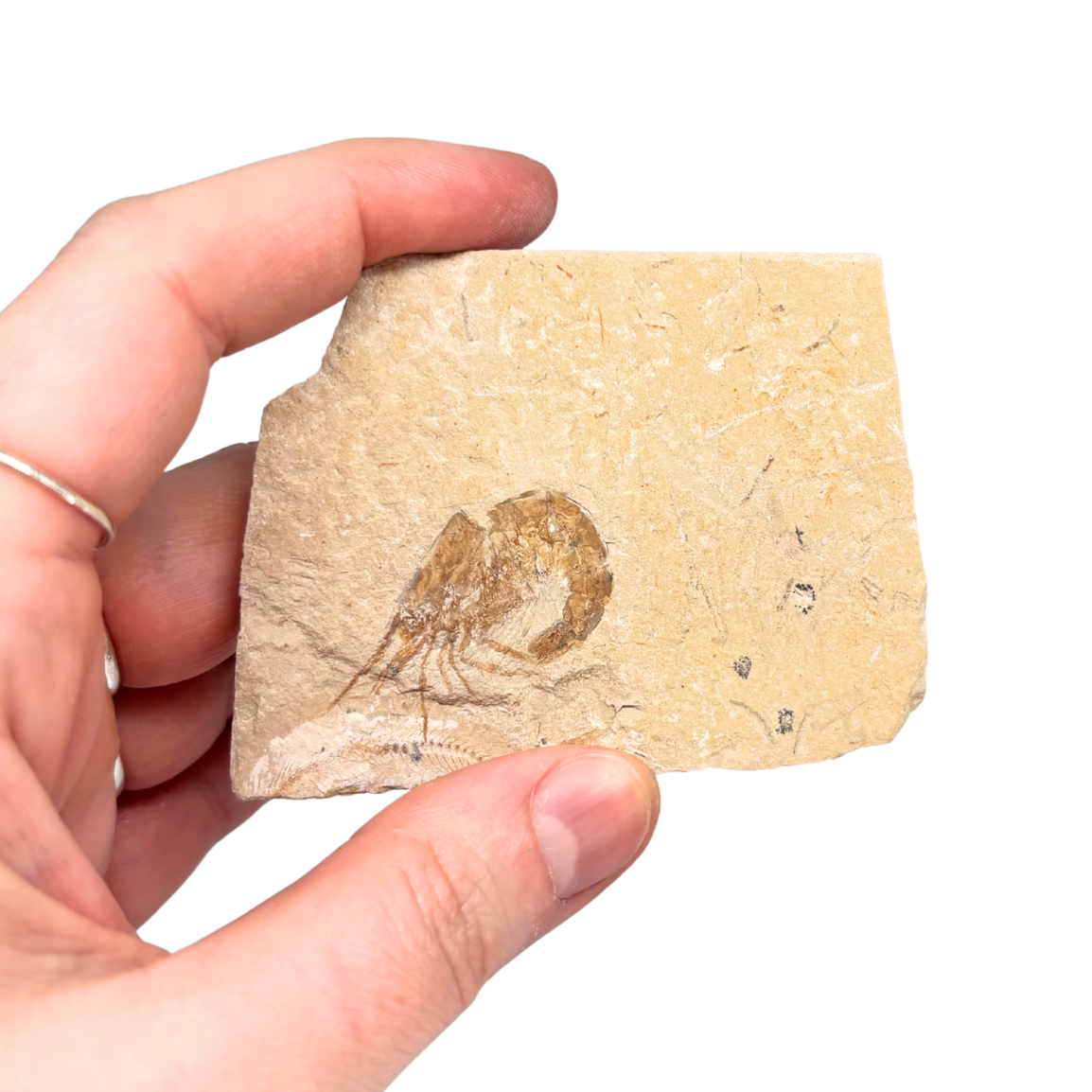 Fossil Shrimp