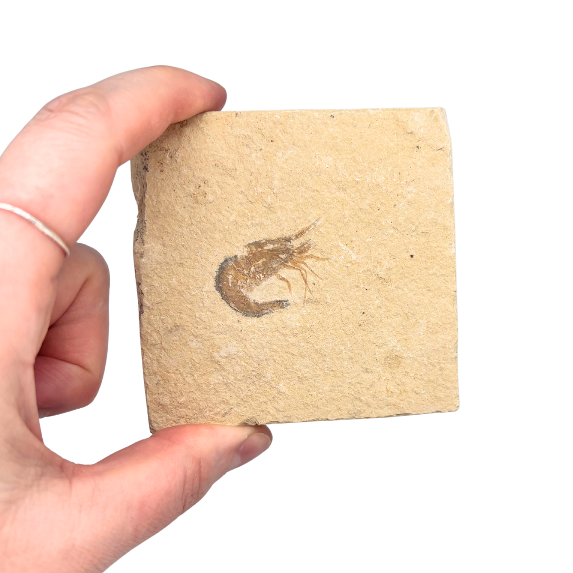 Fossil Shrimp