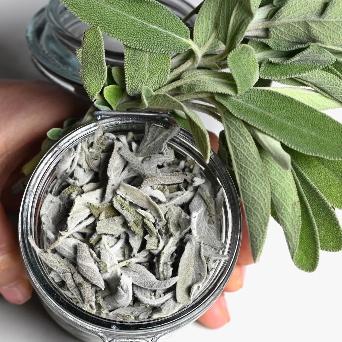 Spices & Herbs – For Ritual and Spell Work -- by Moon Water Apothecary!