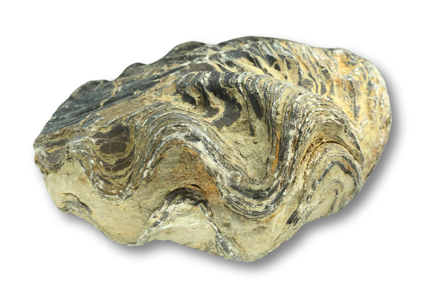 Large Fossil Oyster $80.00