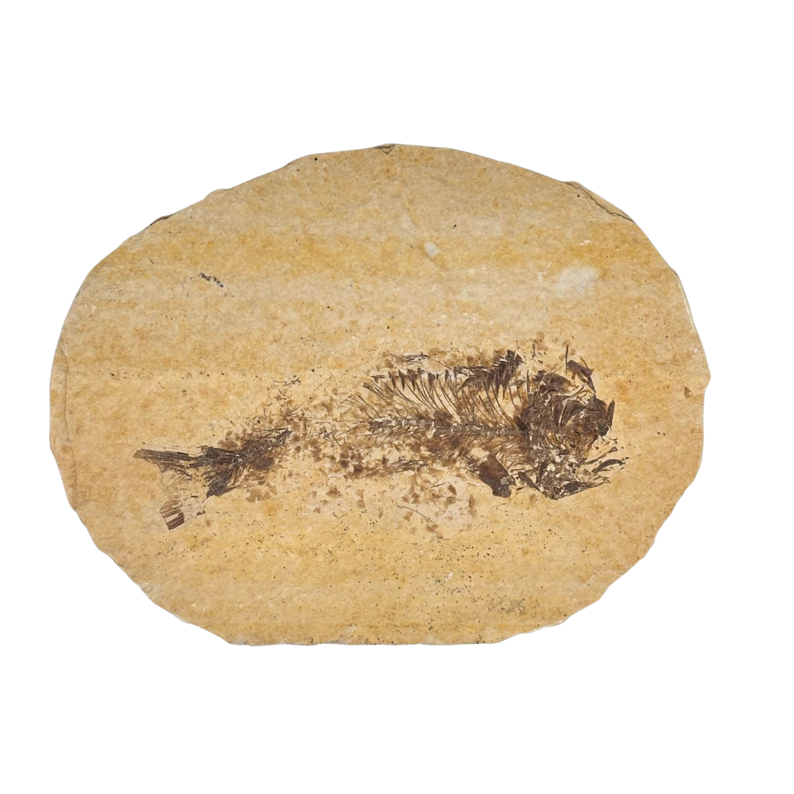 Fossil Fish $109.99