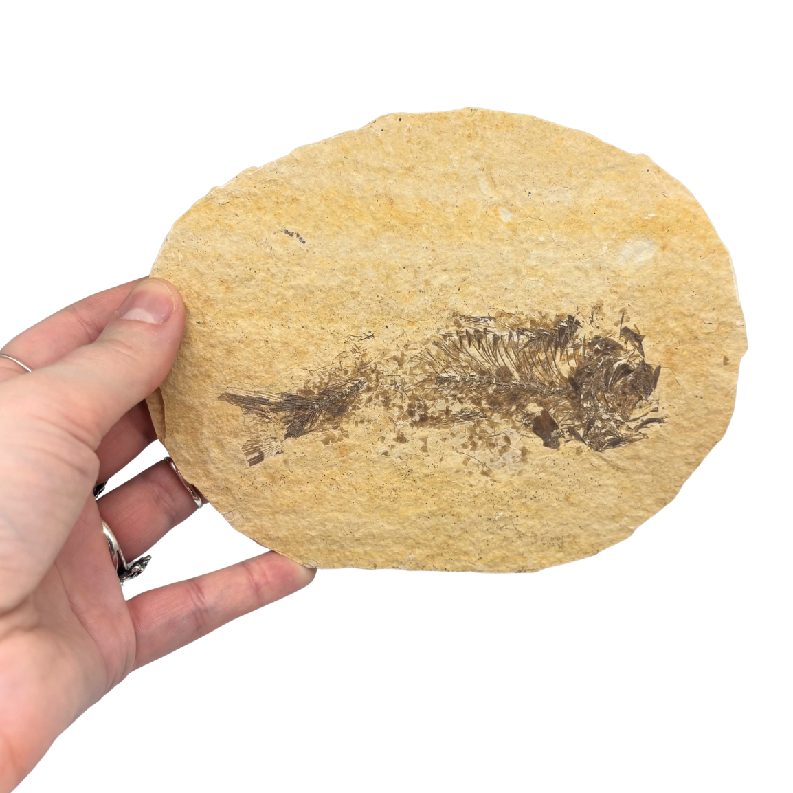 Fossil Fish $109.99