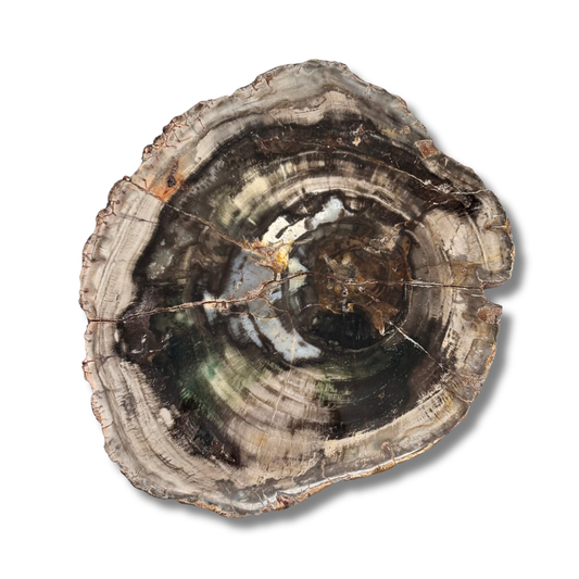 Petrified Wood Slab