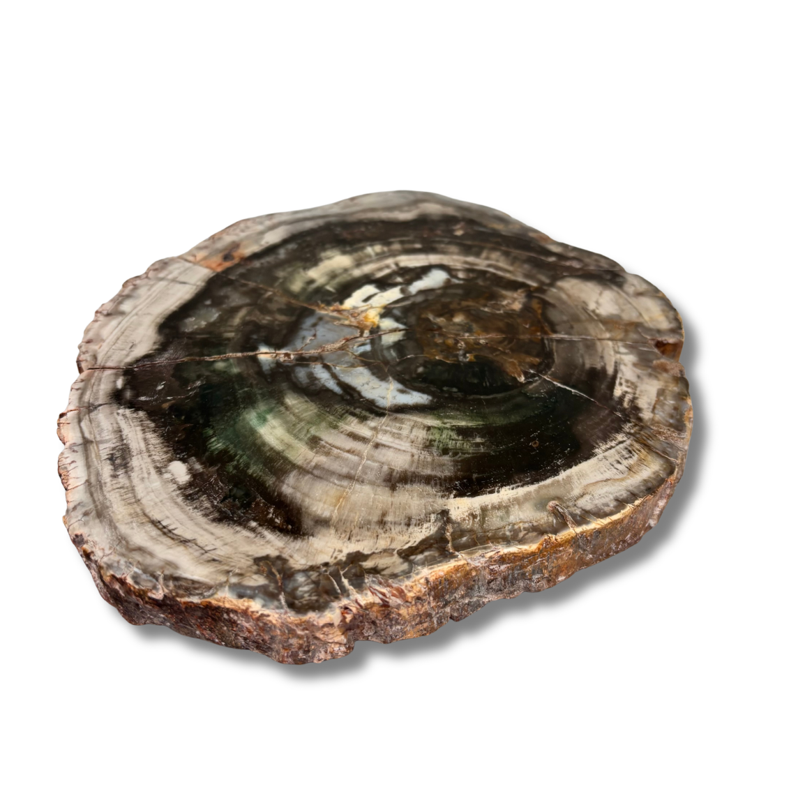 Petrified Wood Slab