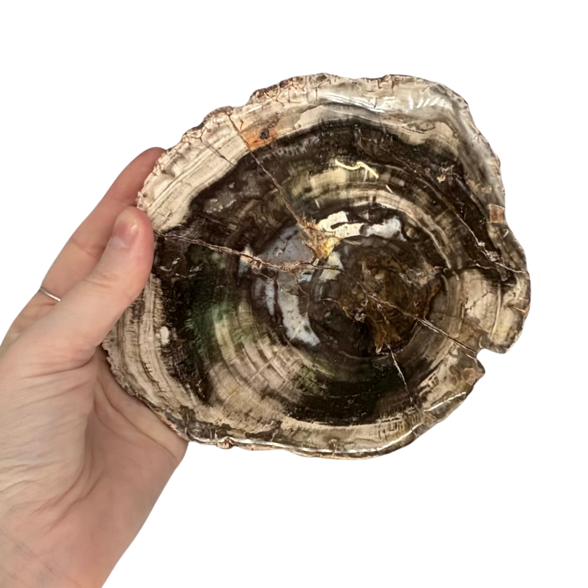 Petrified Wood Slab