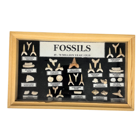 Shark Teeth Collection Box