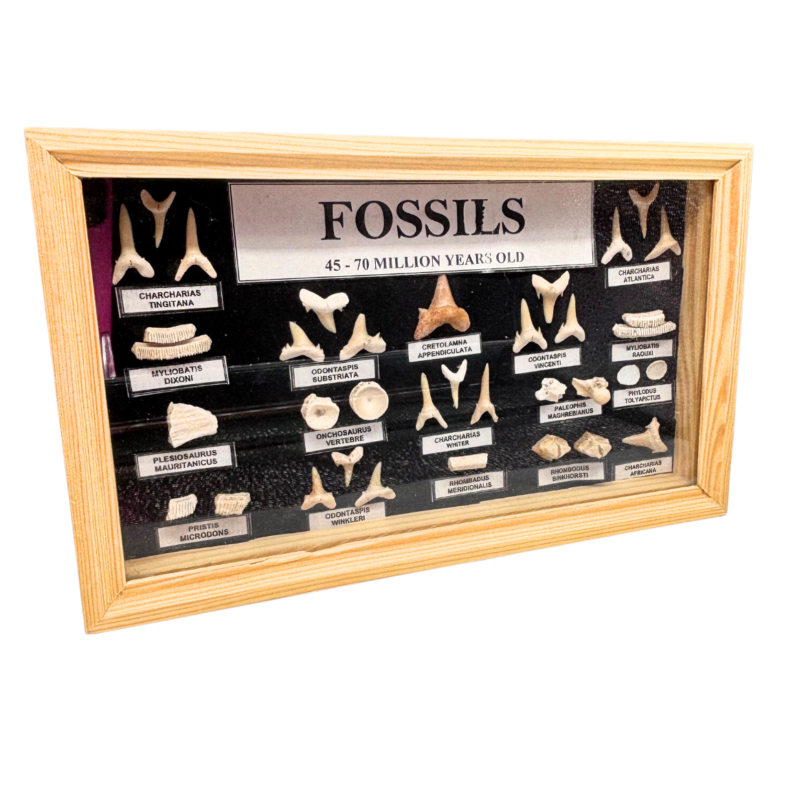 Shark Teeth Collection Box