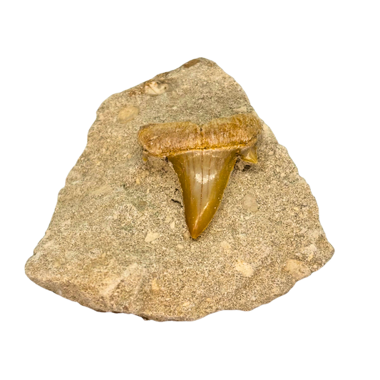 Shark Tooth in Matrix $9.99