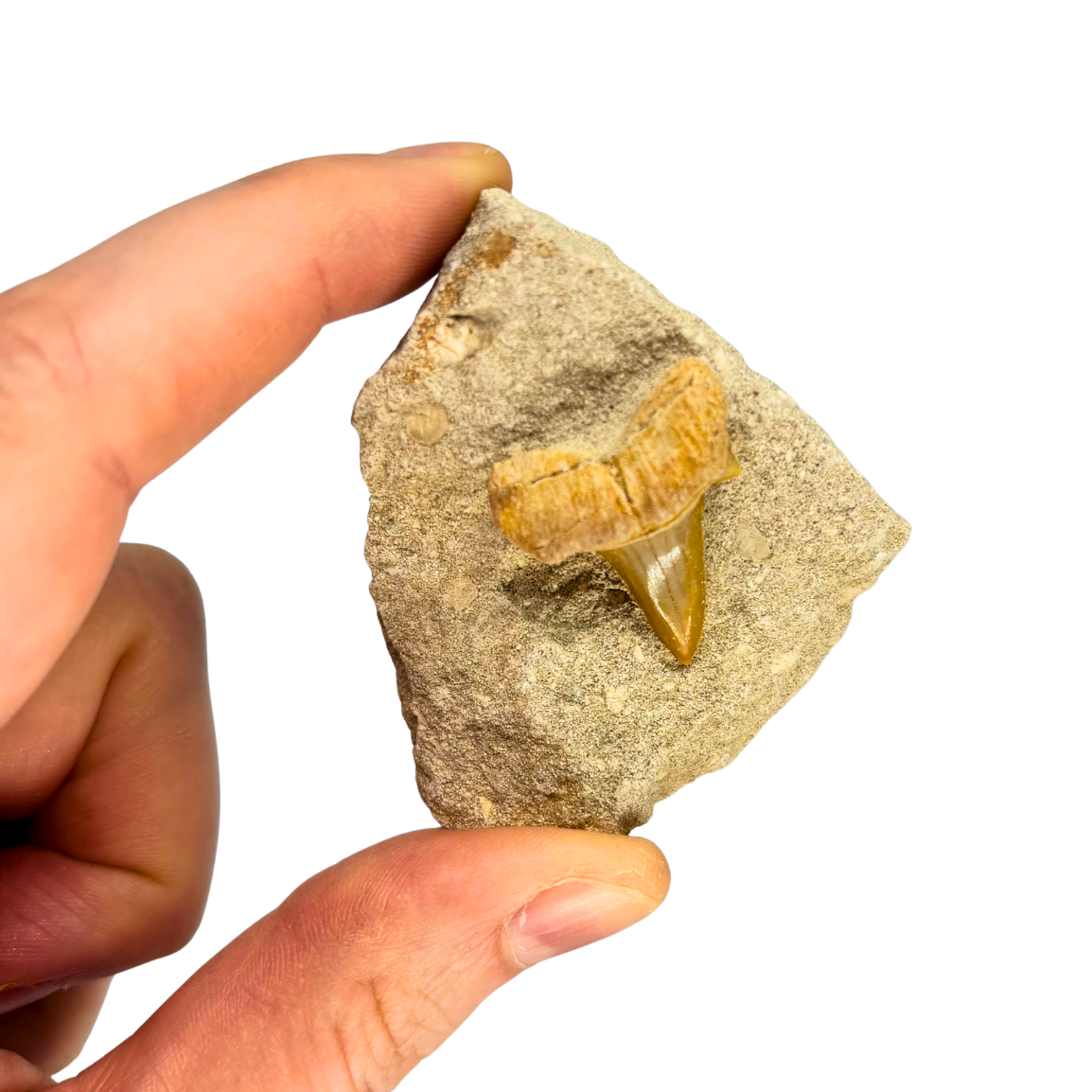 Shark Tooth in Matrix $9.99