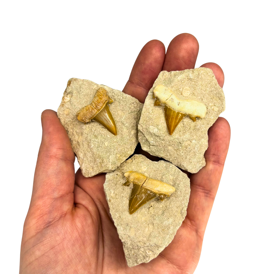 Shark Tooth in Matrix $9.99