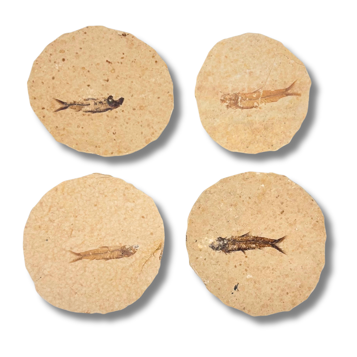 Fossil Fish $39.99