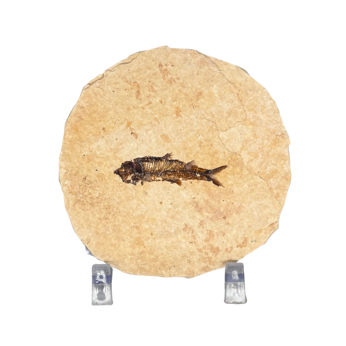 Fossil Fish $39.99