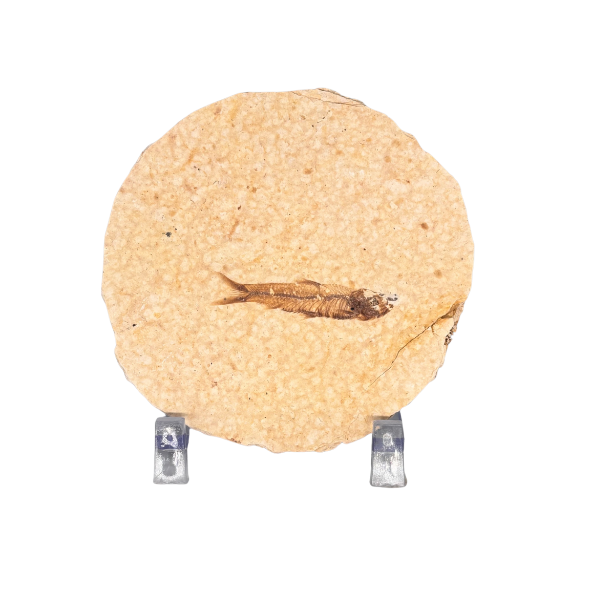 Fossil Fish $39.99