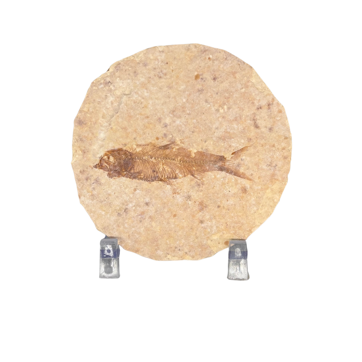 Fossil Fish $39.99