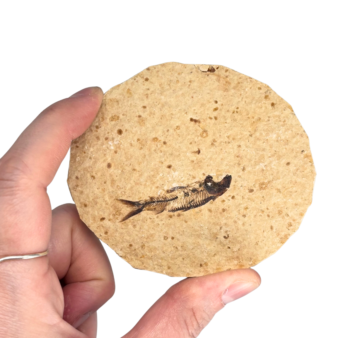 Fossil Fish $39.99