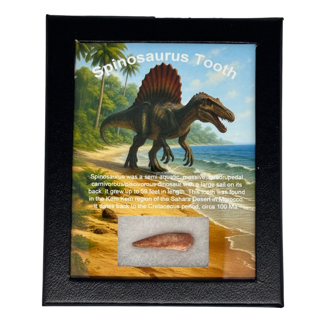 Spinosaurus Tooth Box