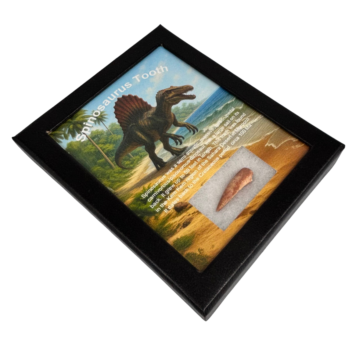 Spinosaurus Tooth Box