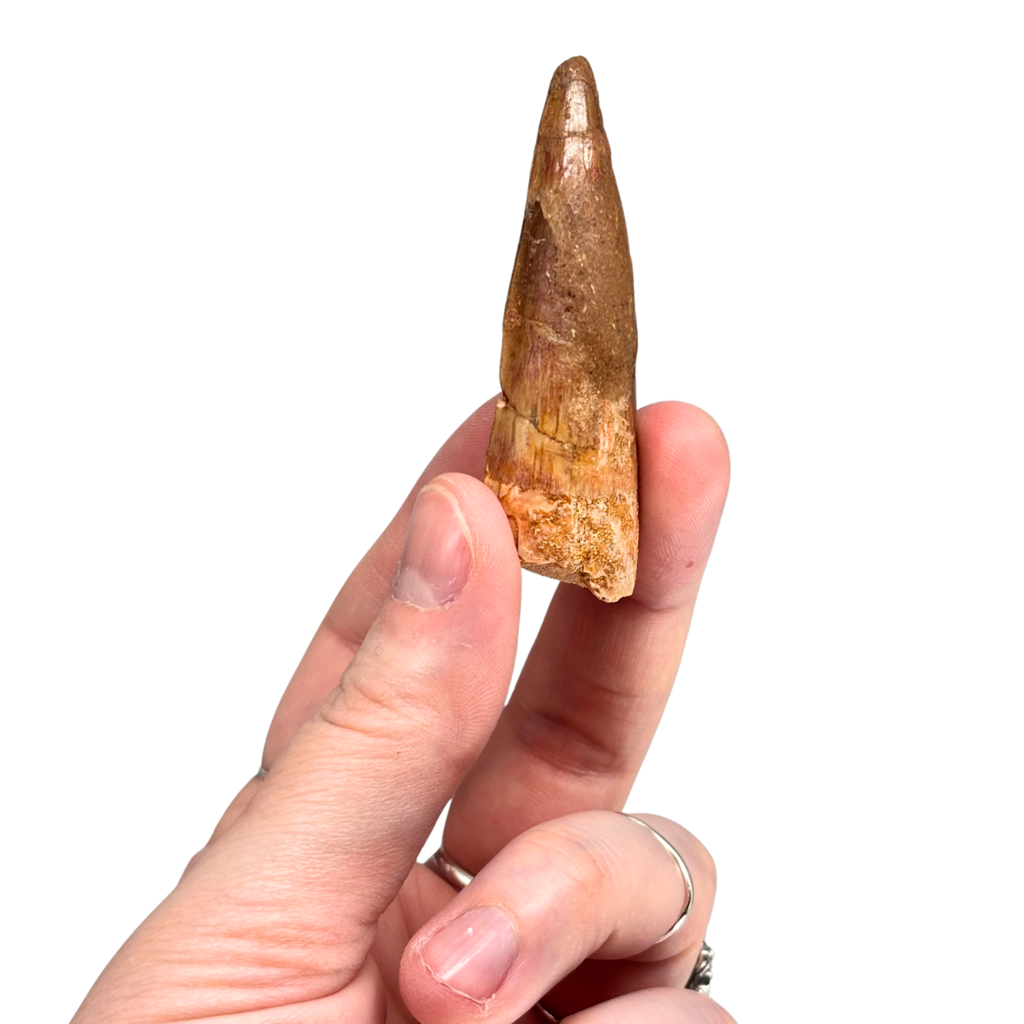 Spinosaurus Tooth $39.99