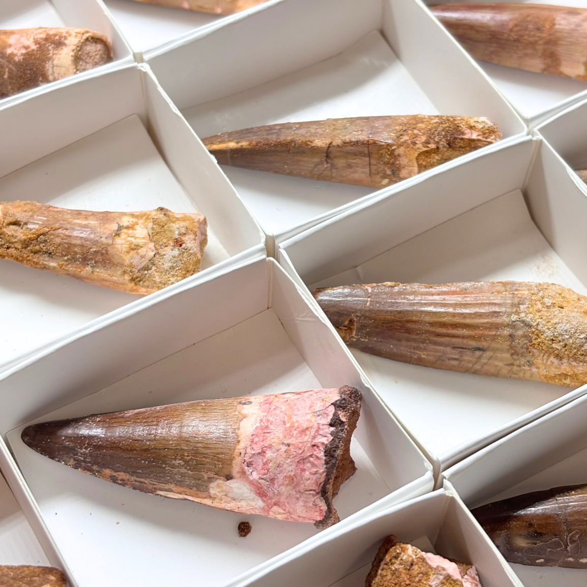 Spinosaurus Tooth $39.99