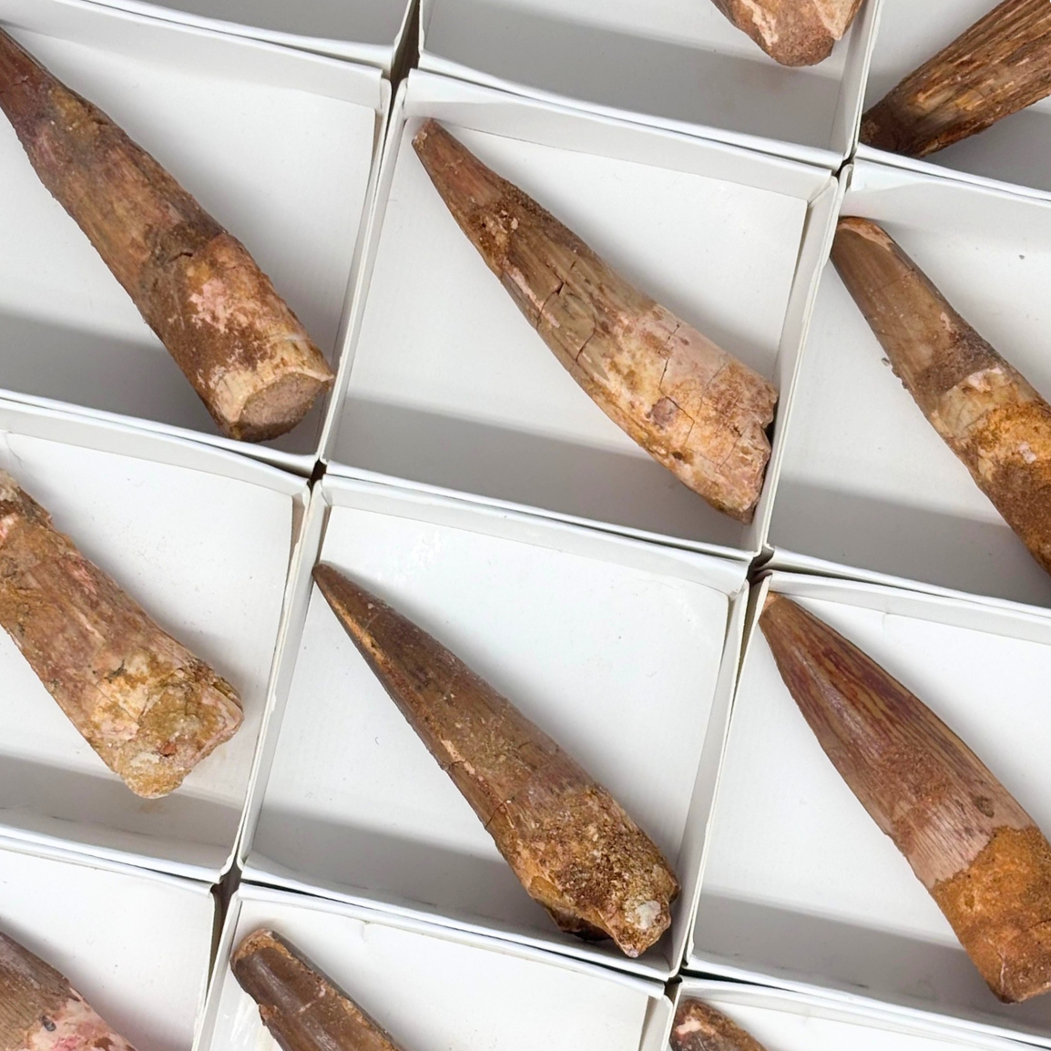 Spinosaurus Tooth $39.99