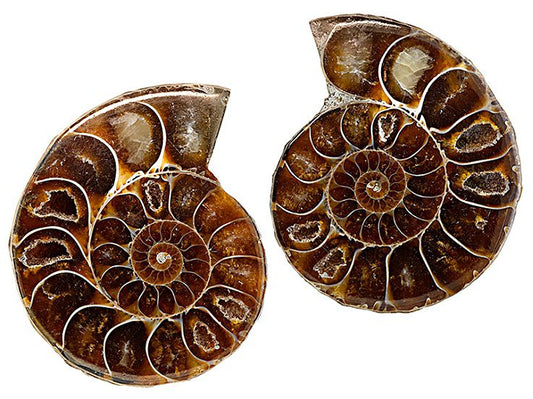 Ammonite Split Pair $20.00