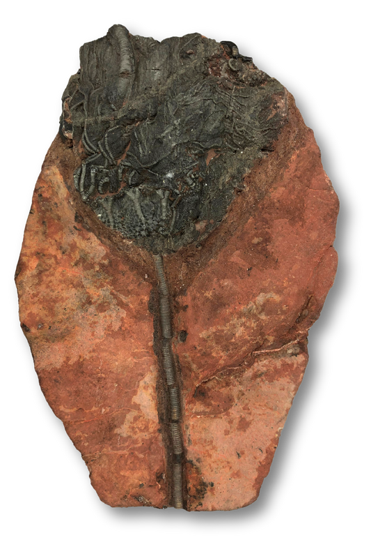 Crinoid Fossil $210.00