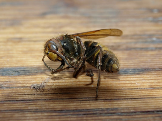 Harness the Sting: Ethically Sourced Dead Wasps for Potent Spellwork (EACH)