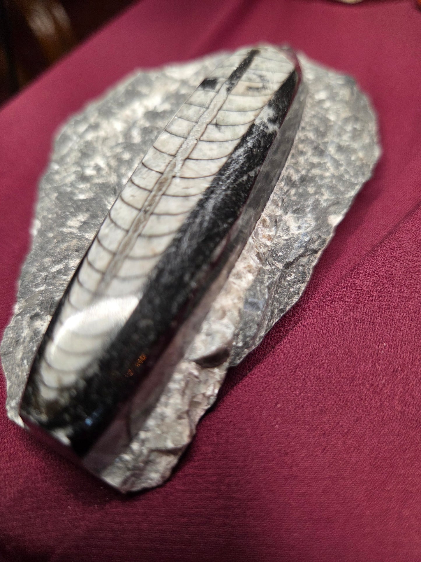 Orthoceras Fossil