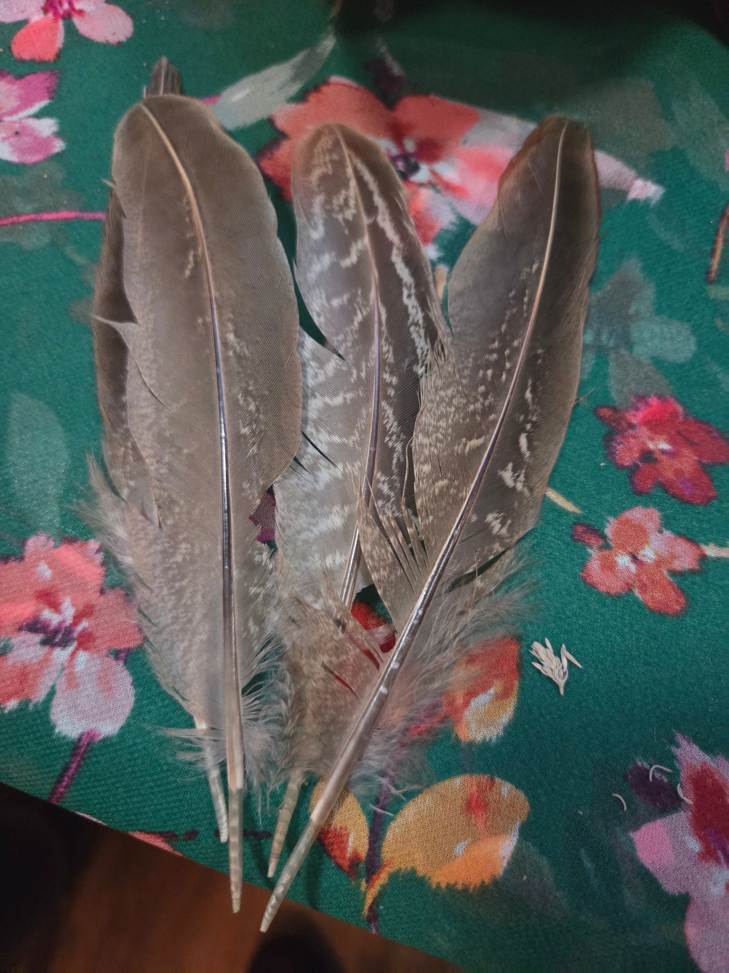 4–5” Real Turkey Smudge Feather – Natural Cleansing & Ritual Tool