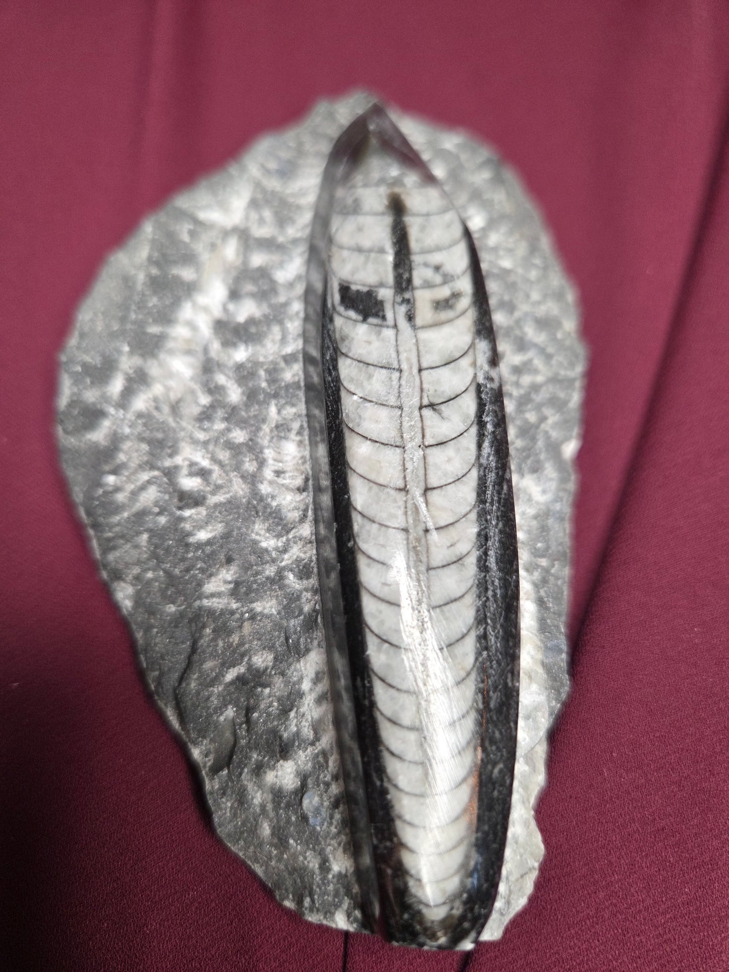 Orthoceras Fossil