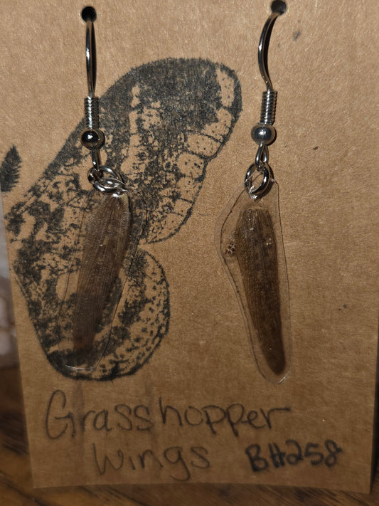 Moonlight Moth Real Grasshopper Wing Earrings – Ethically Collected & Handmade