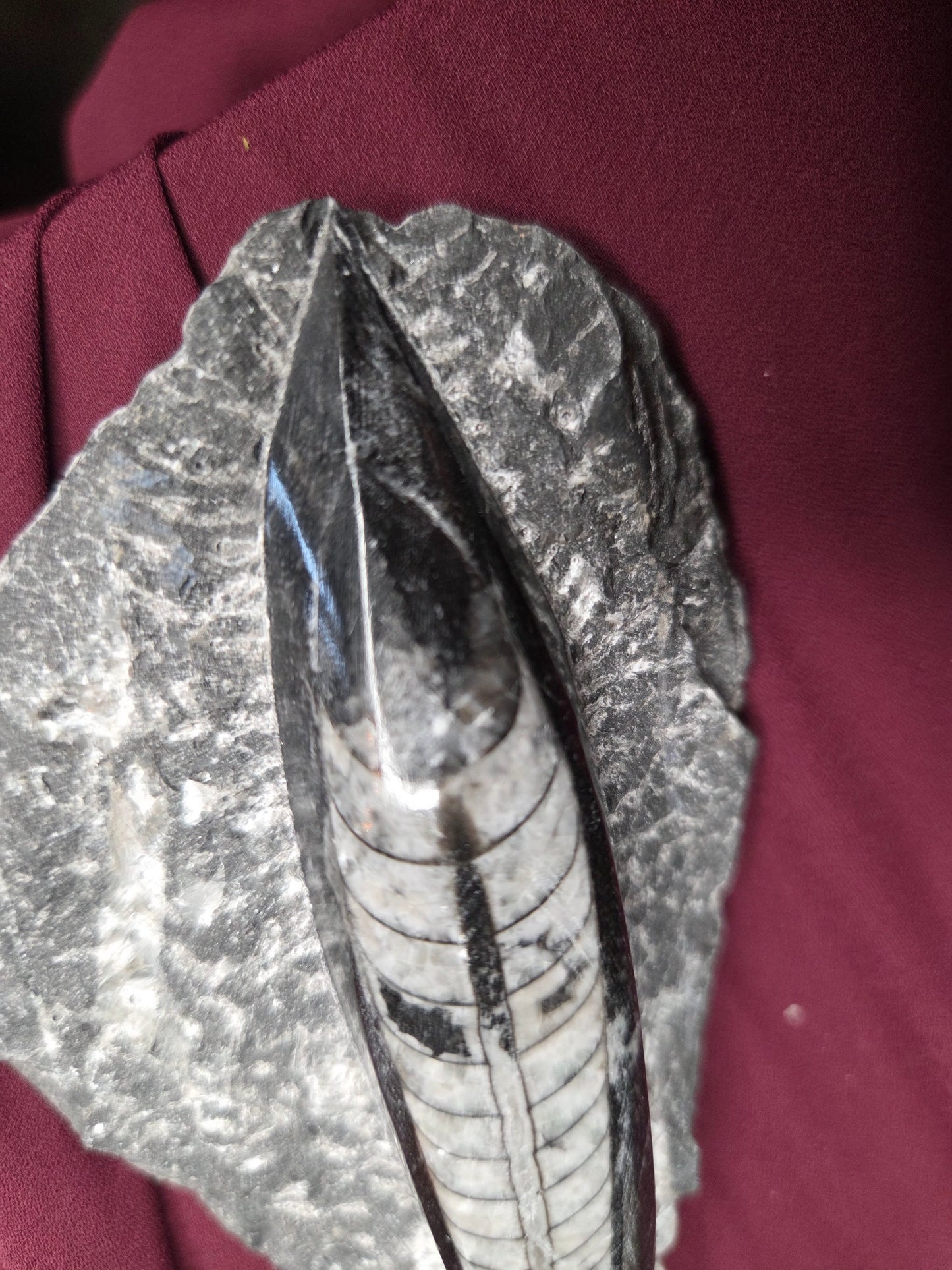 Orthoceras Fossil
