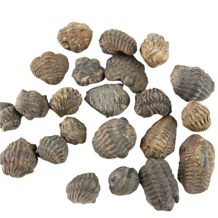 Trilobite Fossil $3.00